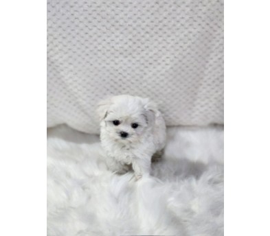 말티푸 분양합니다!